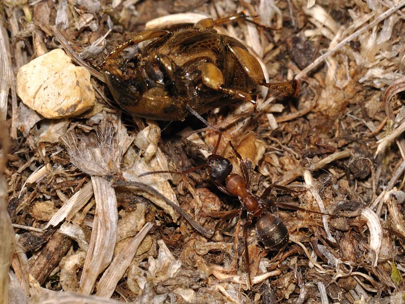 Formica (rufibarbis o clara) che trasporta un Ontophagus sp.